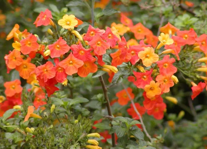Marmalade Bush, Firebush (Streptosolen Jamesonii) — the Marmalade Bush requires well-drained soil and moderate water