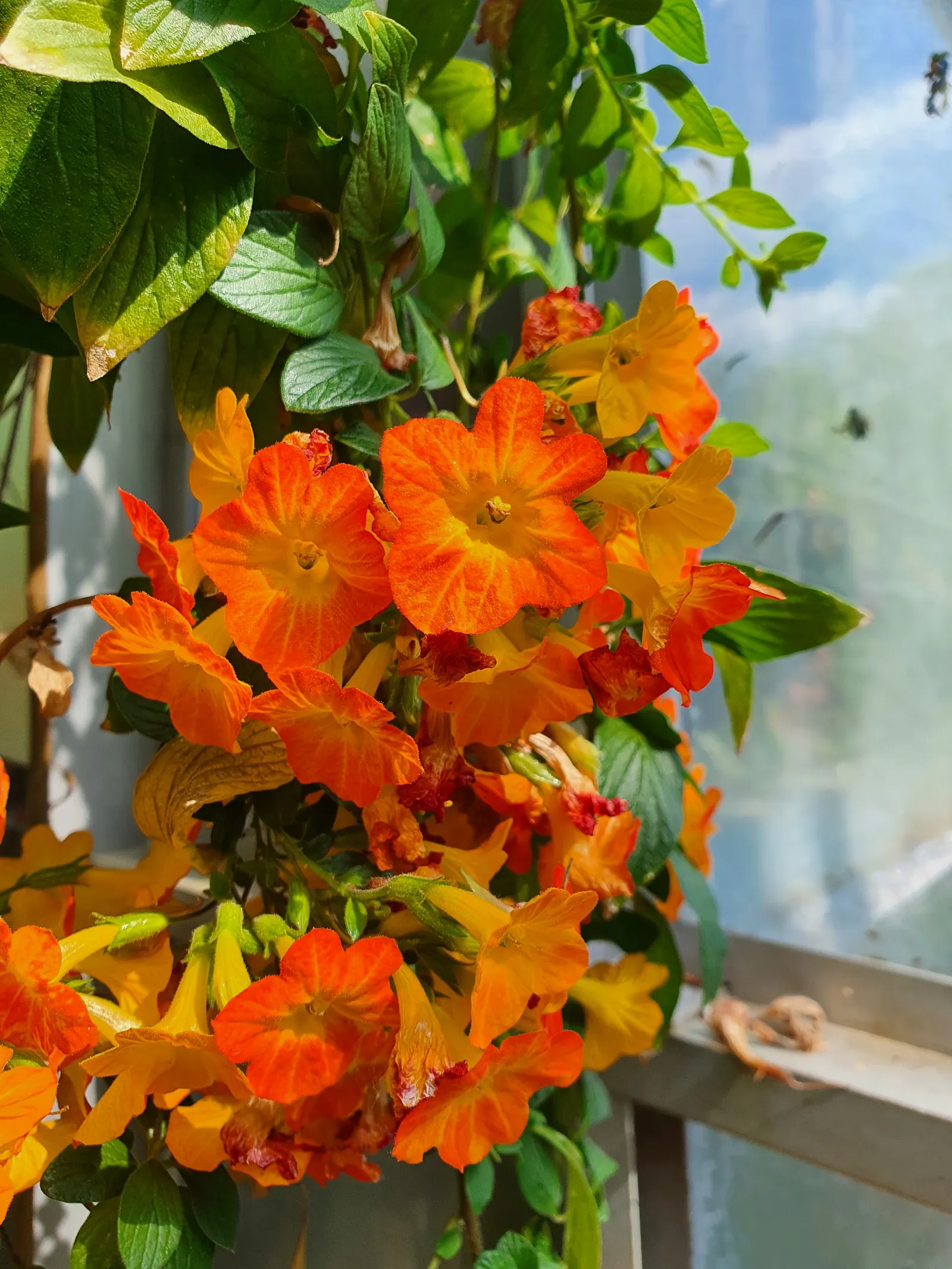 Marmalade Bush, Firebush (Streptosolen Jamesonii) — is a vibrant evergreen shrub famed for its profusion of fiery; ideal for zones 9-11, it reaches up to 5