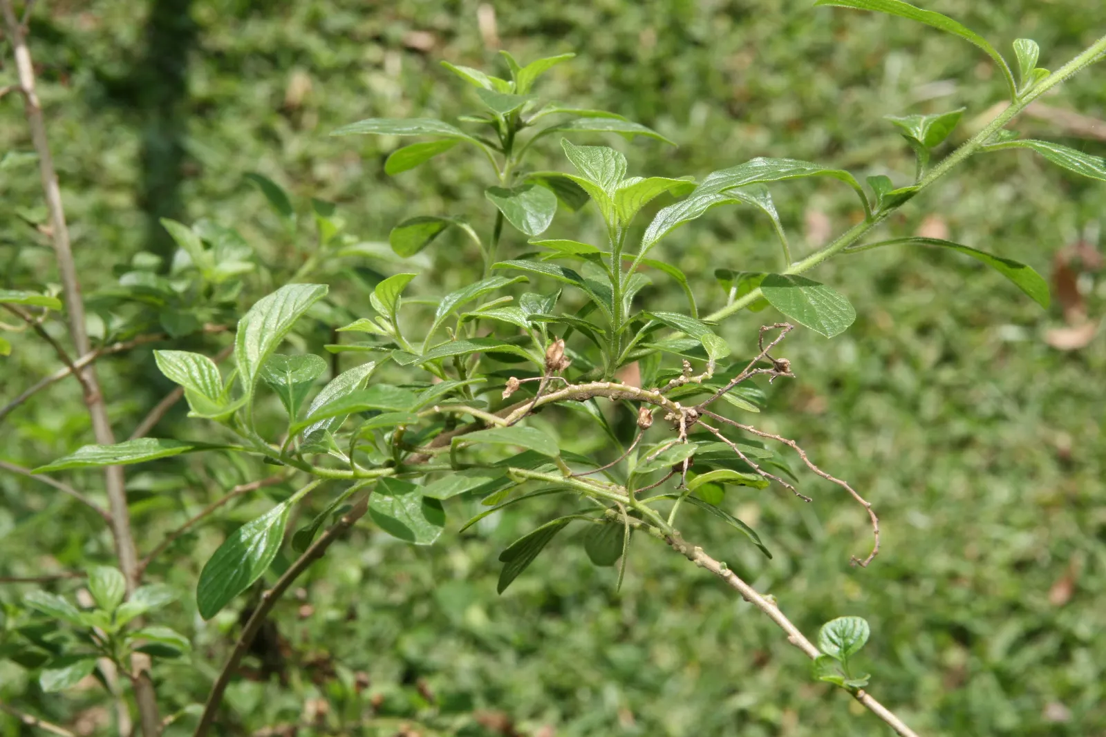 Marmalade Bush, Firebush (Streptosolen Jamesonii) — is an evergreen shrub prized for its vibrant display of orange; originating from the Andean regions of