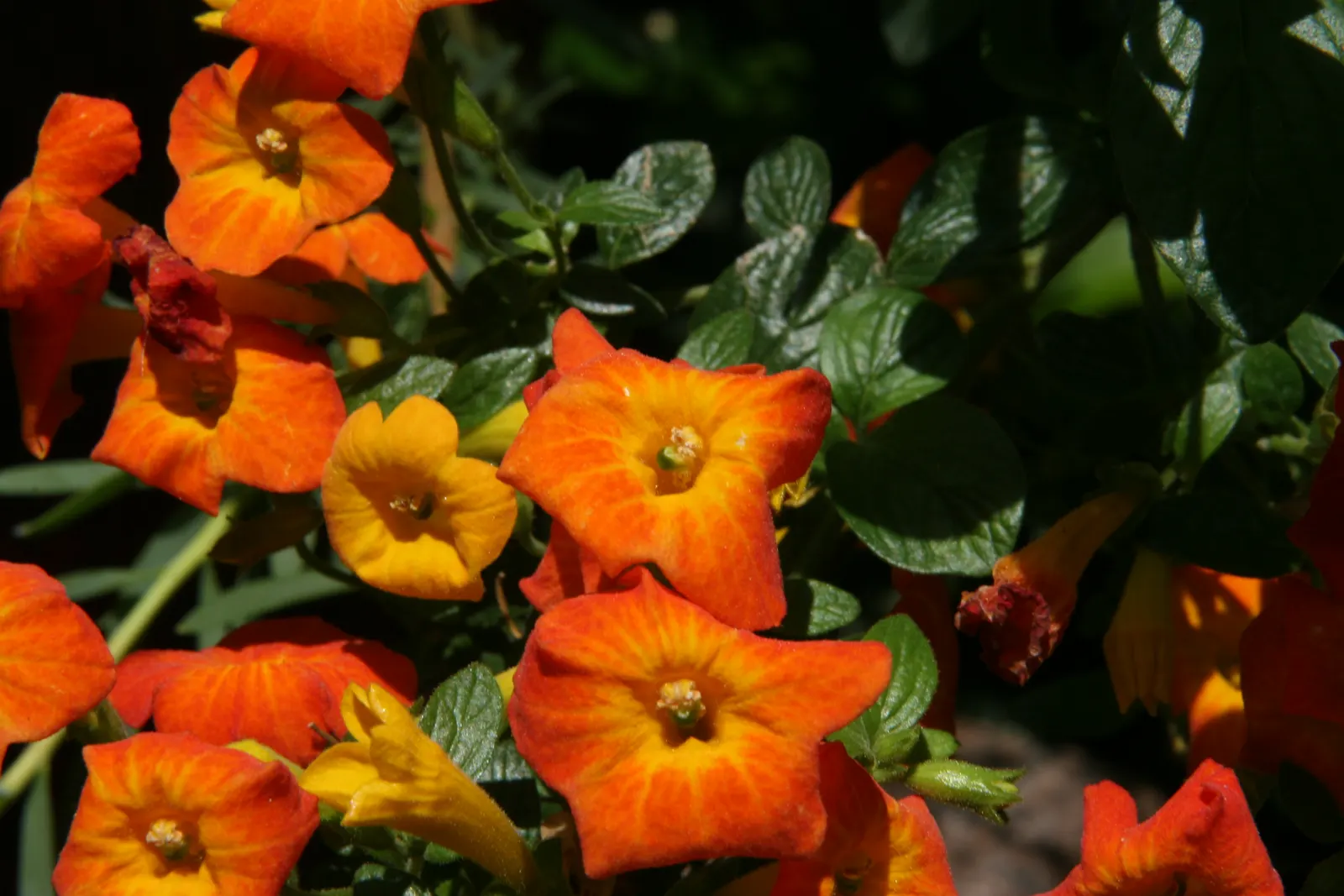 Marmalade Bush, Firebush (Streptosolen Jamesonii) — hence the nickname 'Firebush'; giving the appearance of a flame