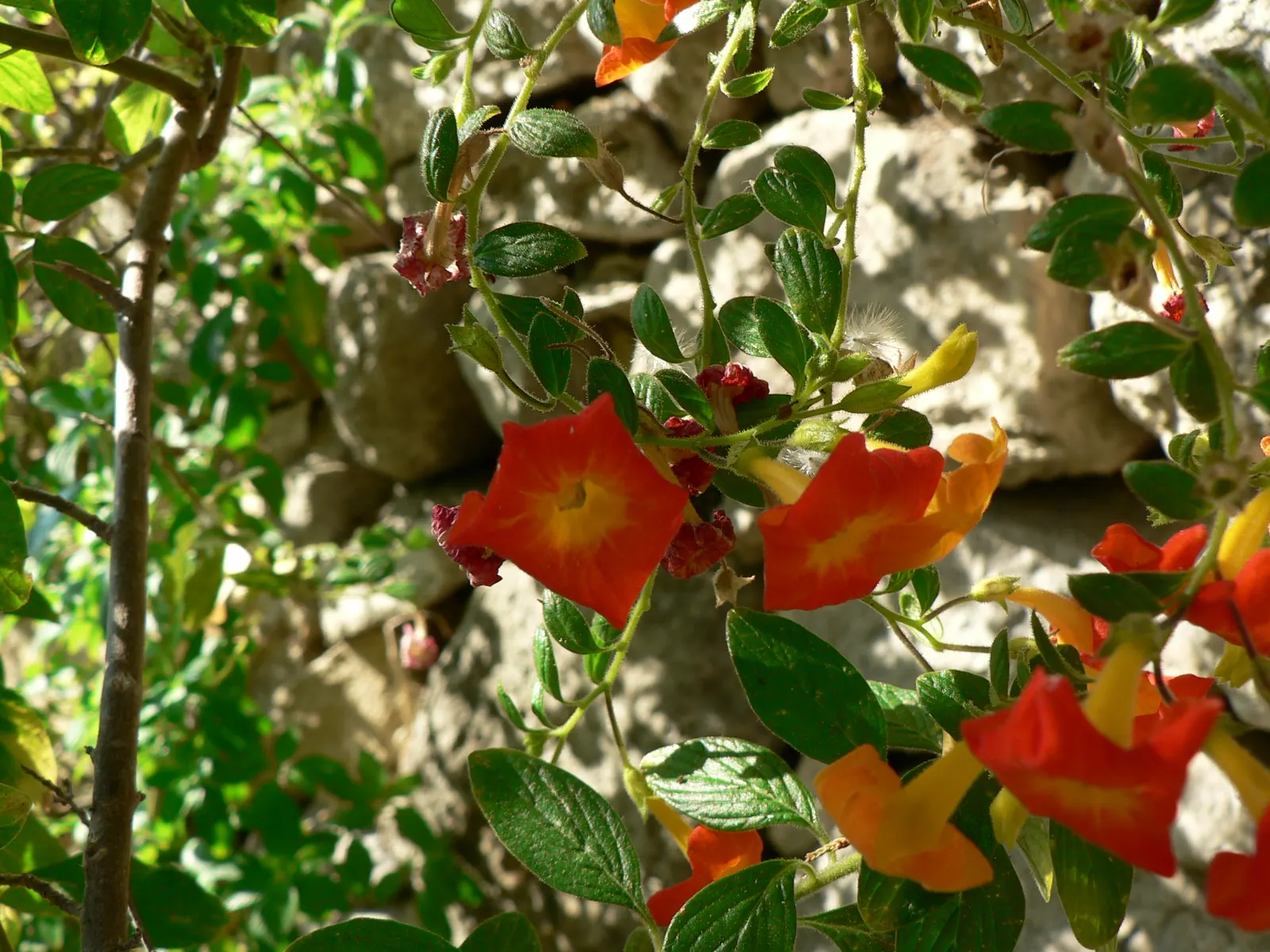 Marmalade Bush, Firebush (Streptosolen Jamesonii) — It is suited to USDA Hardiness Zones 9 to 11; light frost can damage the foliage