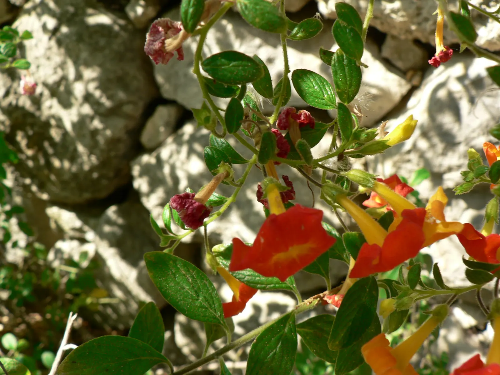 Marmalade Bush, Firebush (Streptosolen Jamesonii) — hence the nickname 'Firebush'; giving the appearance of a flame, image 59