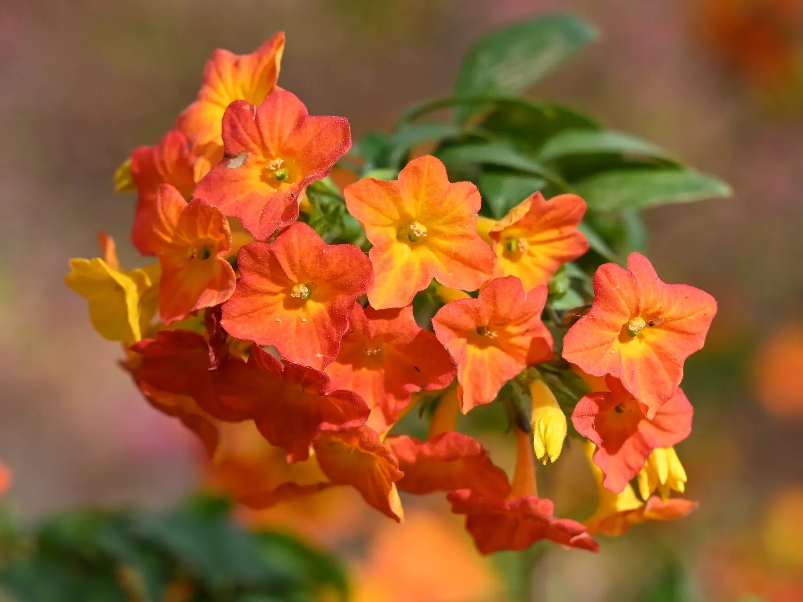 Marmalade Bush, Firebush (Streptosolen Jamesonii) — This feature can create an eye-catching focal point in the garden.<br><br>For successful, image 38