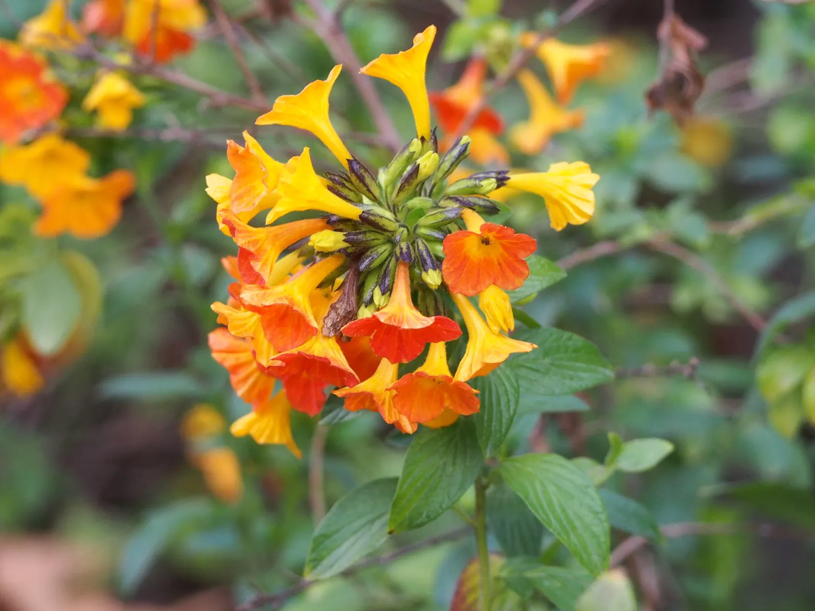 Marmalade Bush, Firebush (Streptosolen Jamesonii) — the Marmalade Bush requires well-drained soil and moderate water; offers a tropical flair and continuous