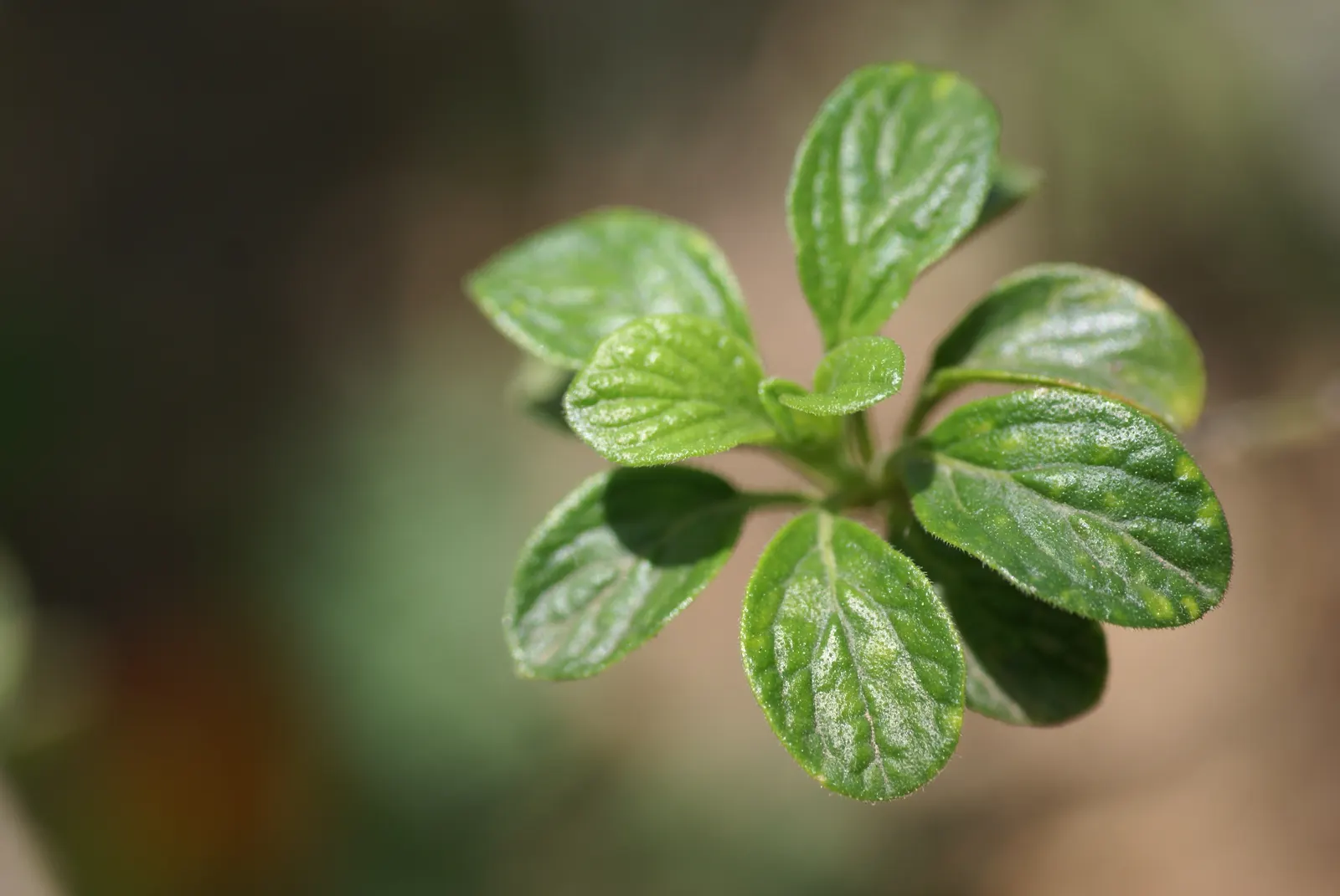 Marmalade Bush, Firebush (Streptosolen Jamesonii) — Ideal for zones 9-11, it reaches up to 5 feet in height and spread, and thrives in full sun to, image 48