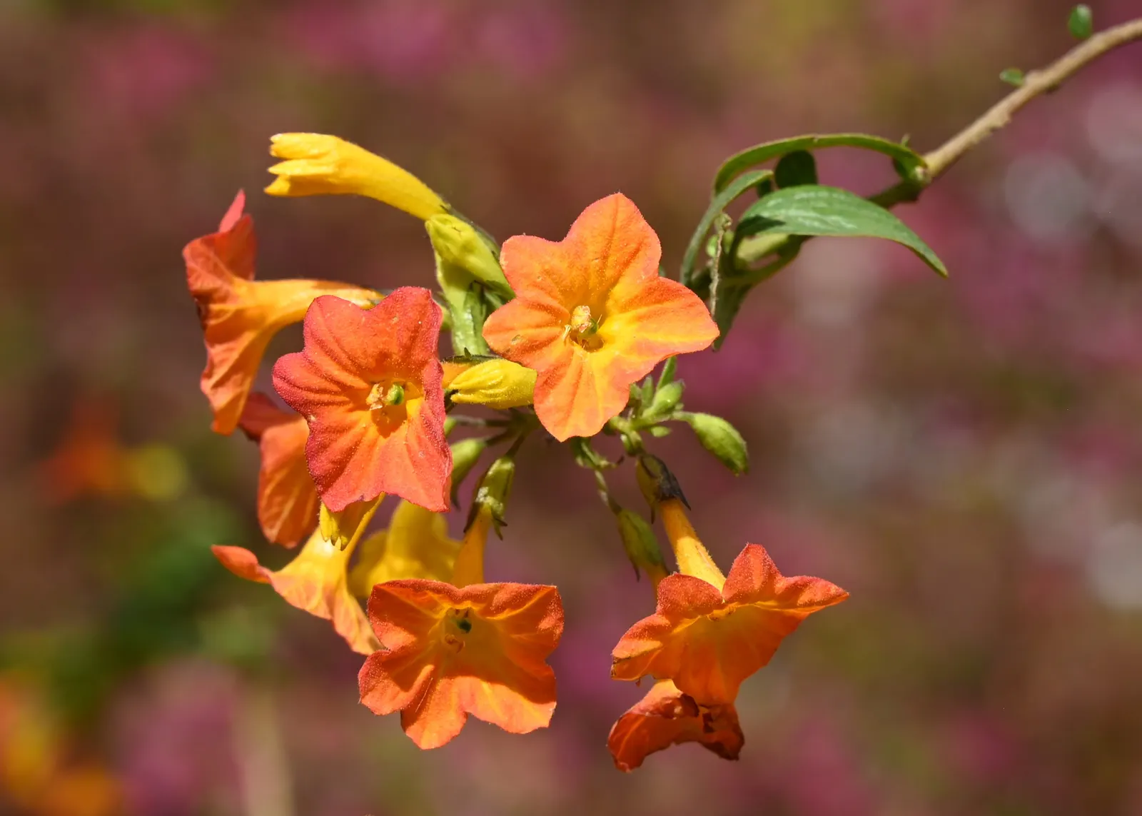 Marmalade Bush, Firebush (Streptosolen Jamesonii) — promoting local biodiversity
