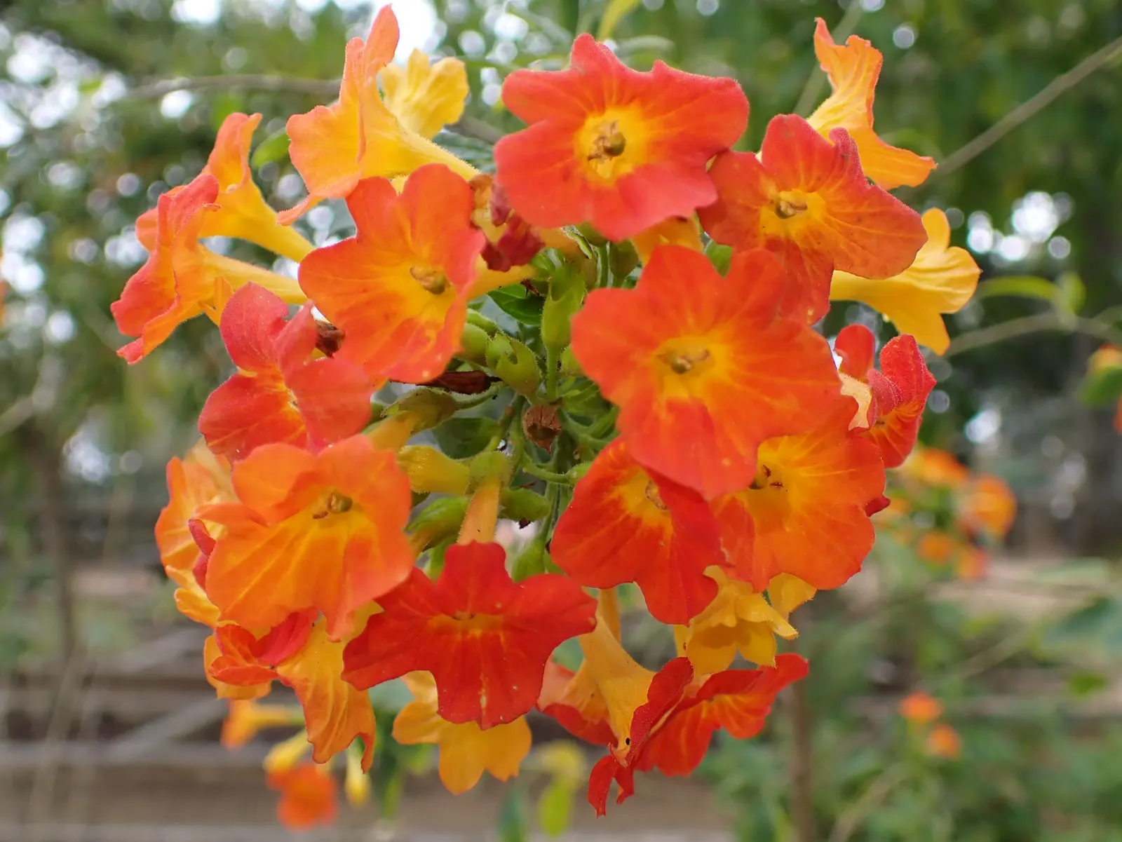Marmalade Bush, Firebush (Streptosolen Jamesonii) — orange-yellow tubular blooms