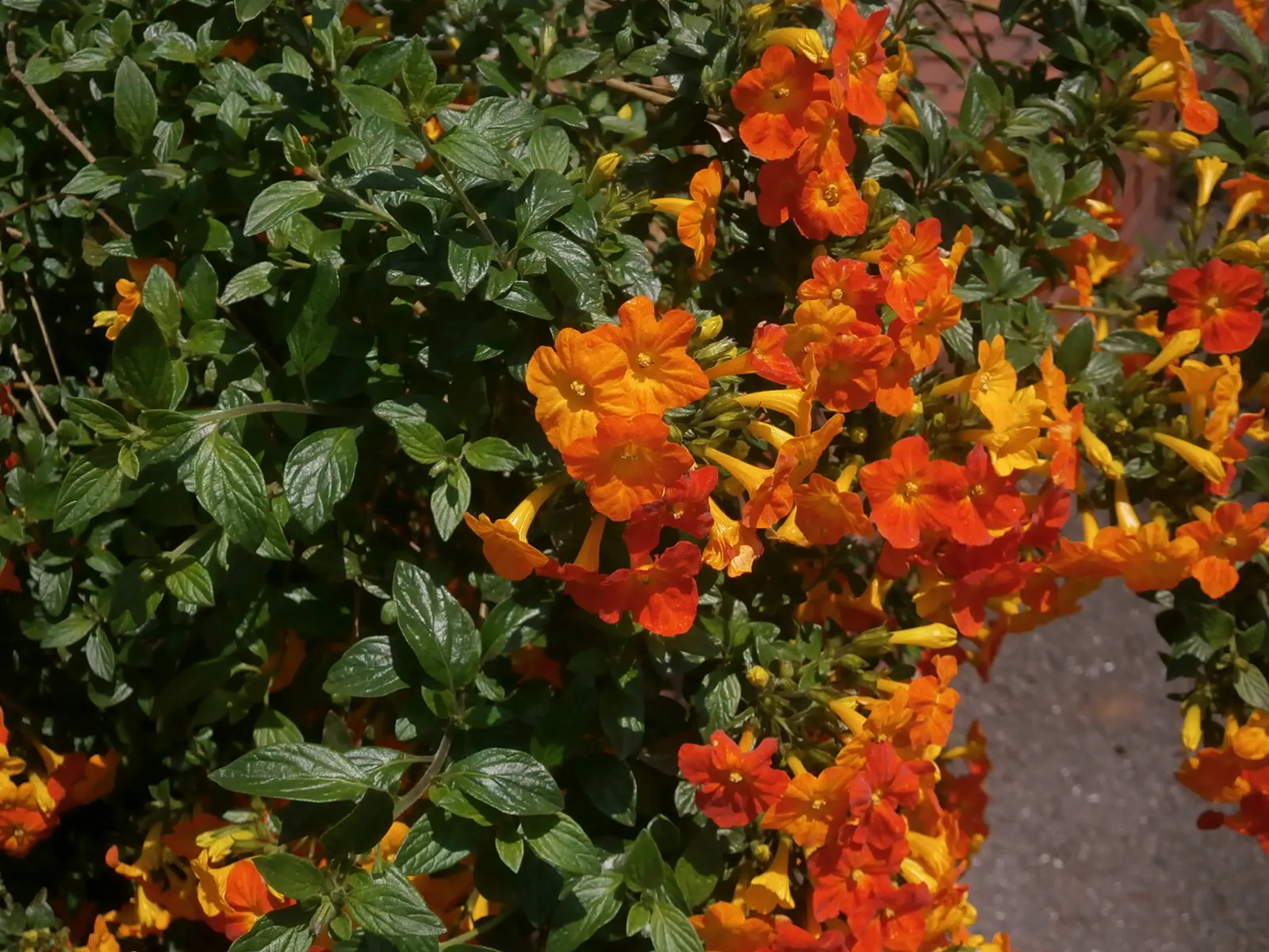 Marmalade Bush, Firebush (Streptosolen Jamesonii) — the Marmalade Bush requires well-drained soil and moderate water; offers a tropical flair and, image 61