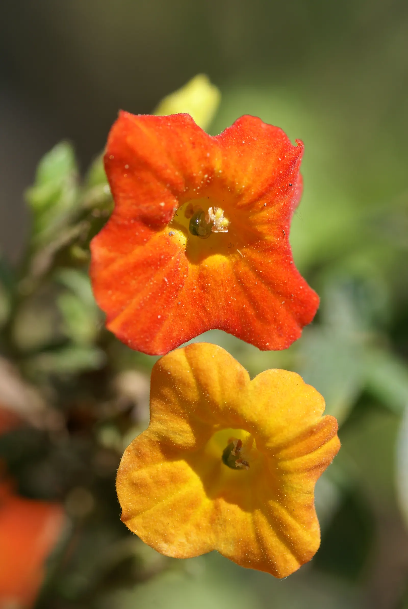 Marmalade Bush, Firebush (Streptosolen Jamesonii) — hence the nickname 'Firebush'