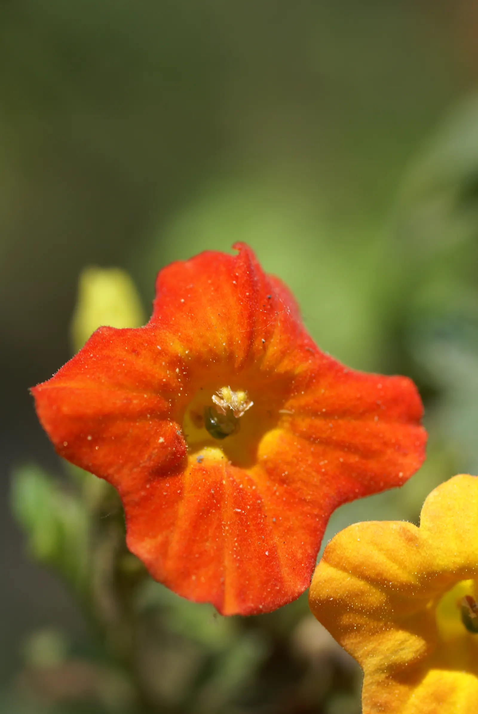 Marmalade Bush, Firebush (Streptosolen Jamesonii) — peaking during spring and summer months