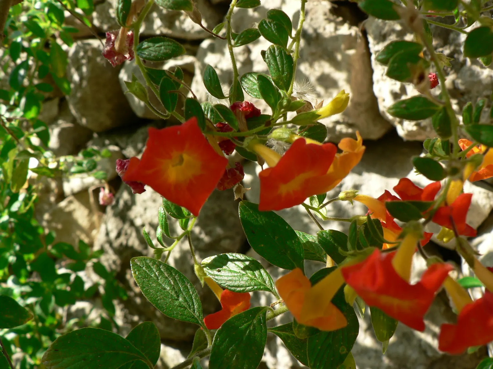 Marmalade Bush, Firebush (Streptosolen Jamesonii) — Offers a tropical flair and continuous color, perfect for mixed borders or as a specimen plant, image 72
