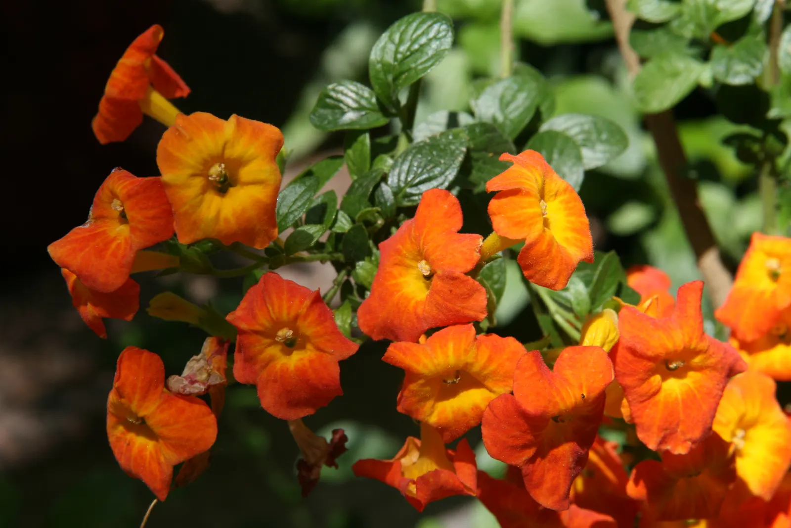 Marmalade Bush, Firebush (Streptosolen Jamesonii) — which peak in spring and summer; being more drought-tolerant once established, image 47