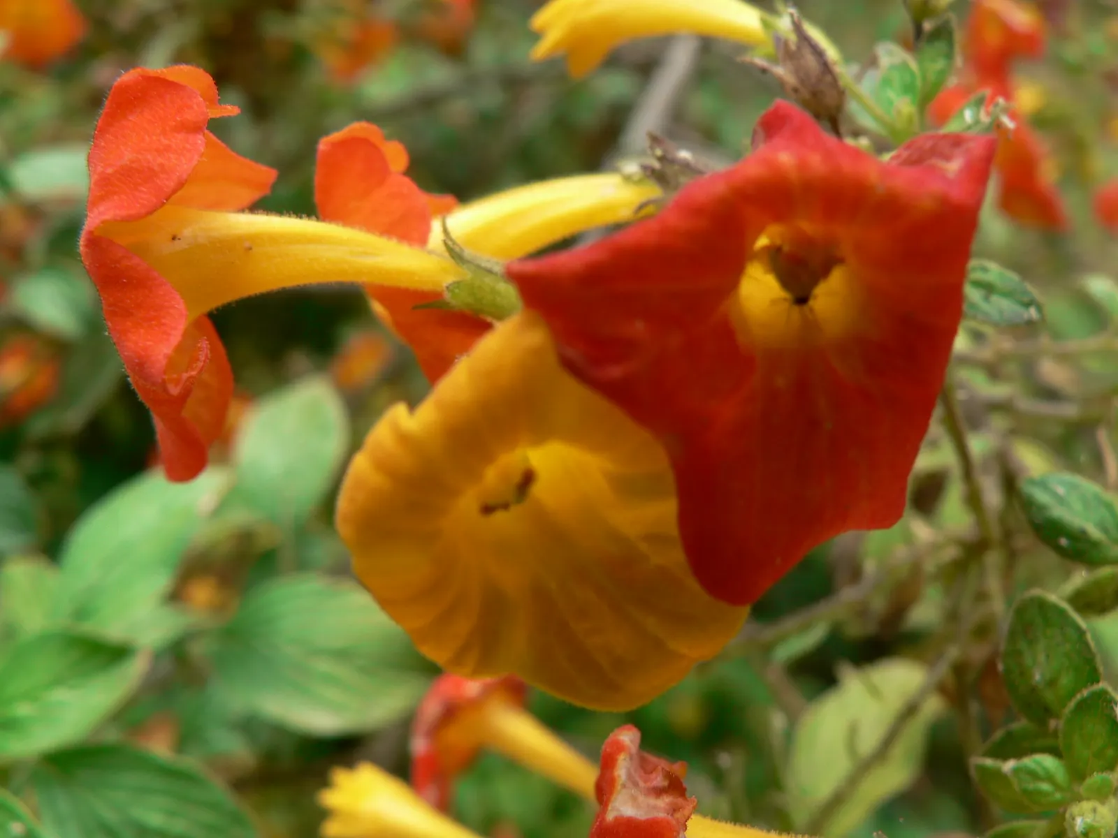 Marmalade Bush, Firebush (Streptosolen Jamesonii) — is an evergreen shrub prized for its vibrant display of orange