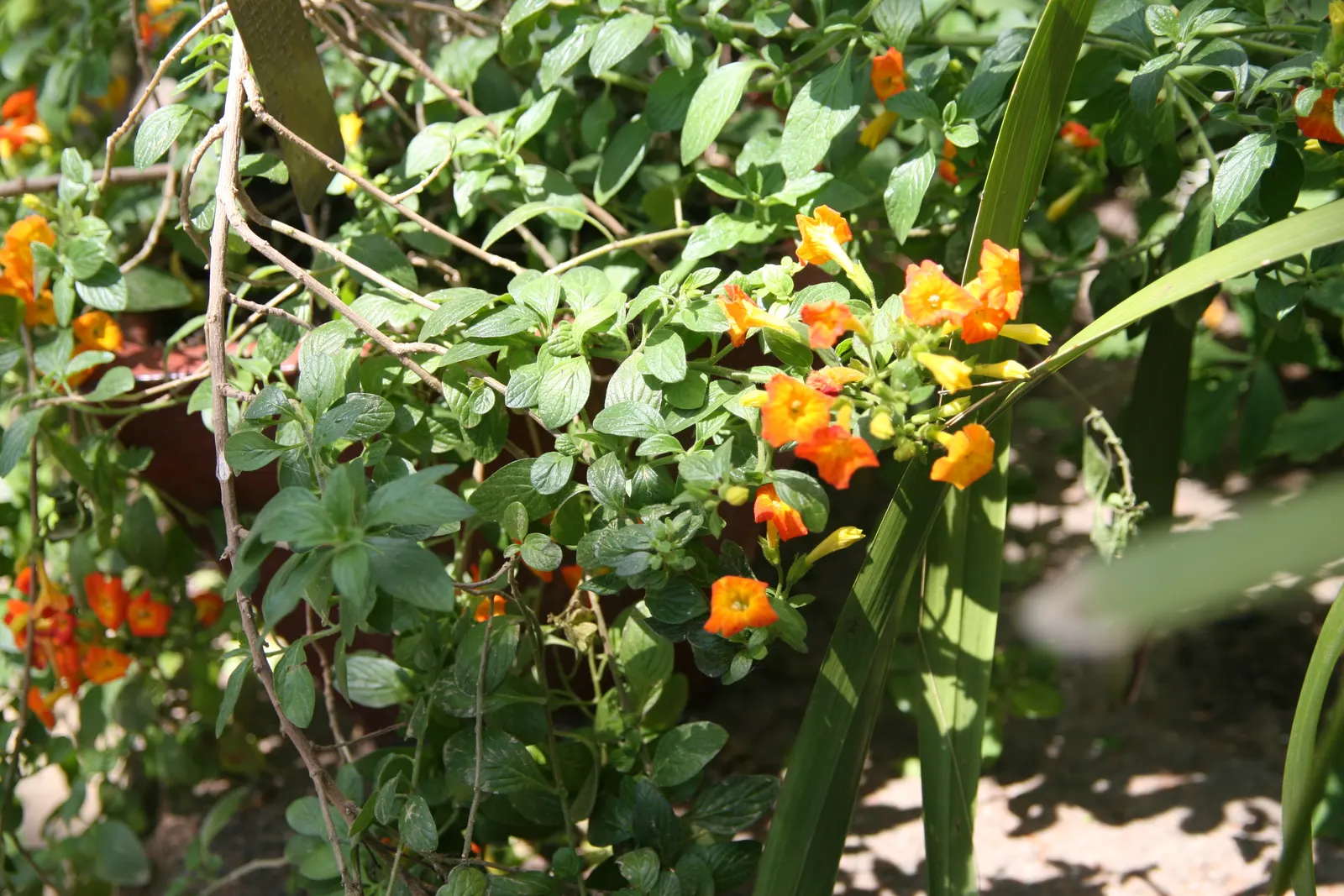Marmalade Bush, Firebush (Streptosolen Jamesonii) — commonly known as the Marmalade Bush or Firebush
