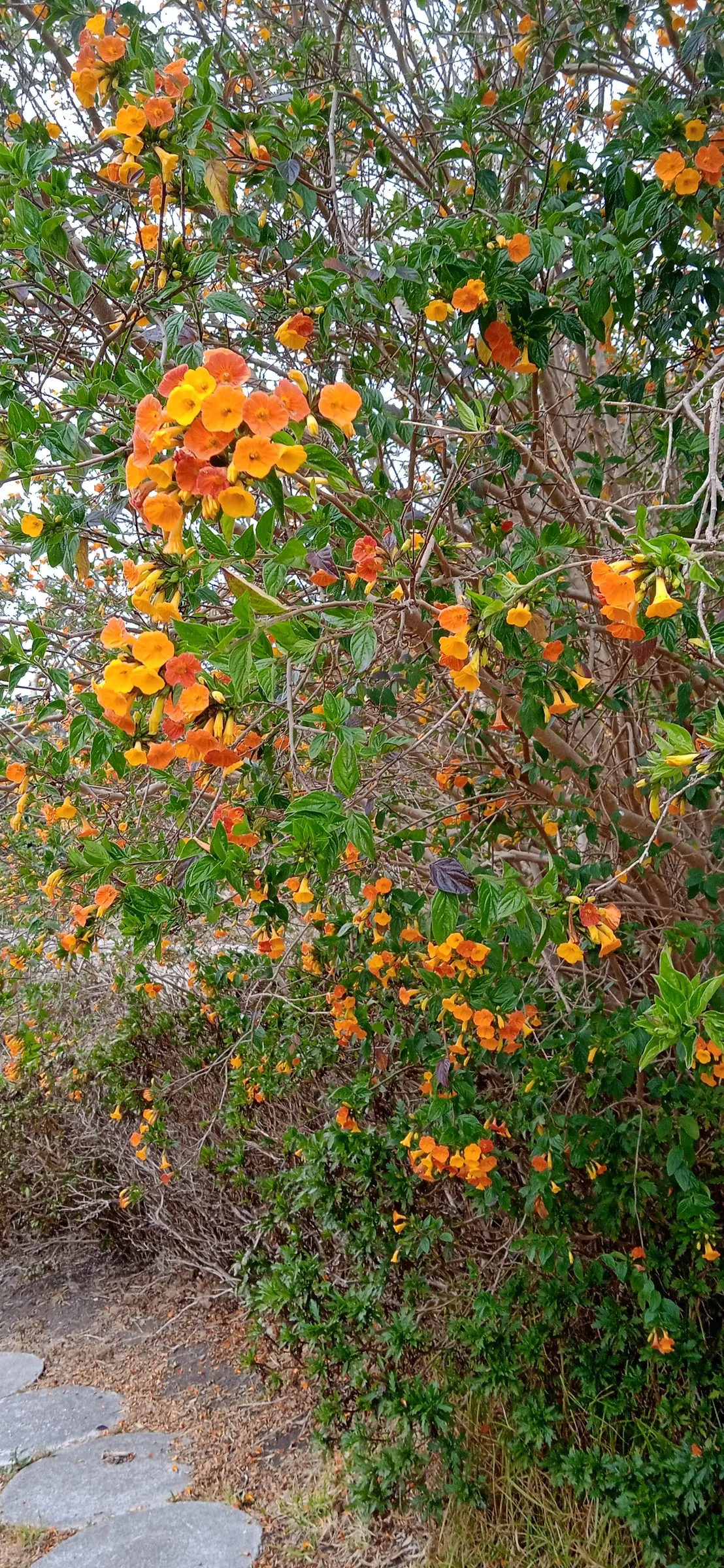 Marmalade Bush, Firebush (Streptosolen Jamesonii) — Ideal for zones 9-11, it reaches up to 5 feet in height and spread, and thrives in full sun to, image 70