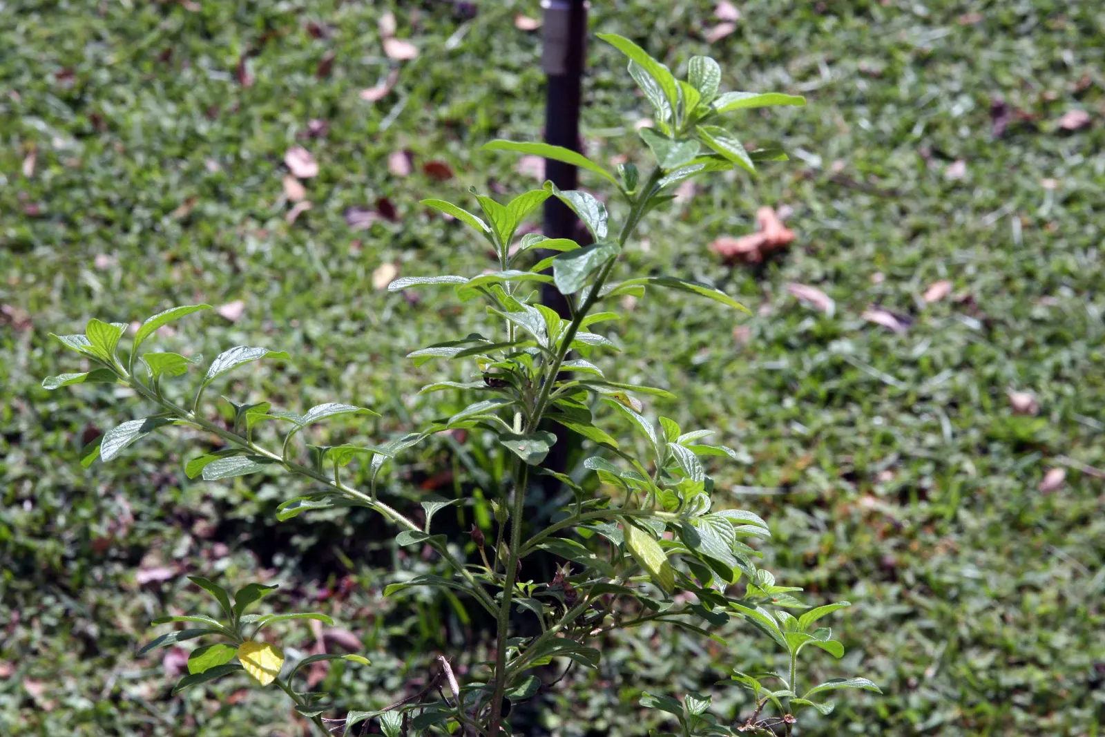 Marmalade Bush, Firebush (Streptosolen Jamesonii) — promoting local biodiversity; peaking during spring and summer months