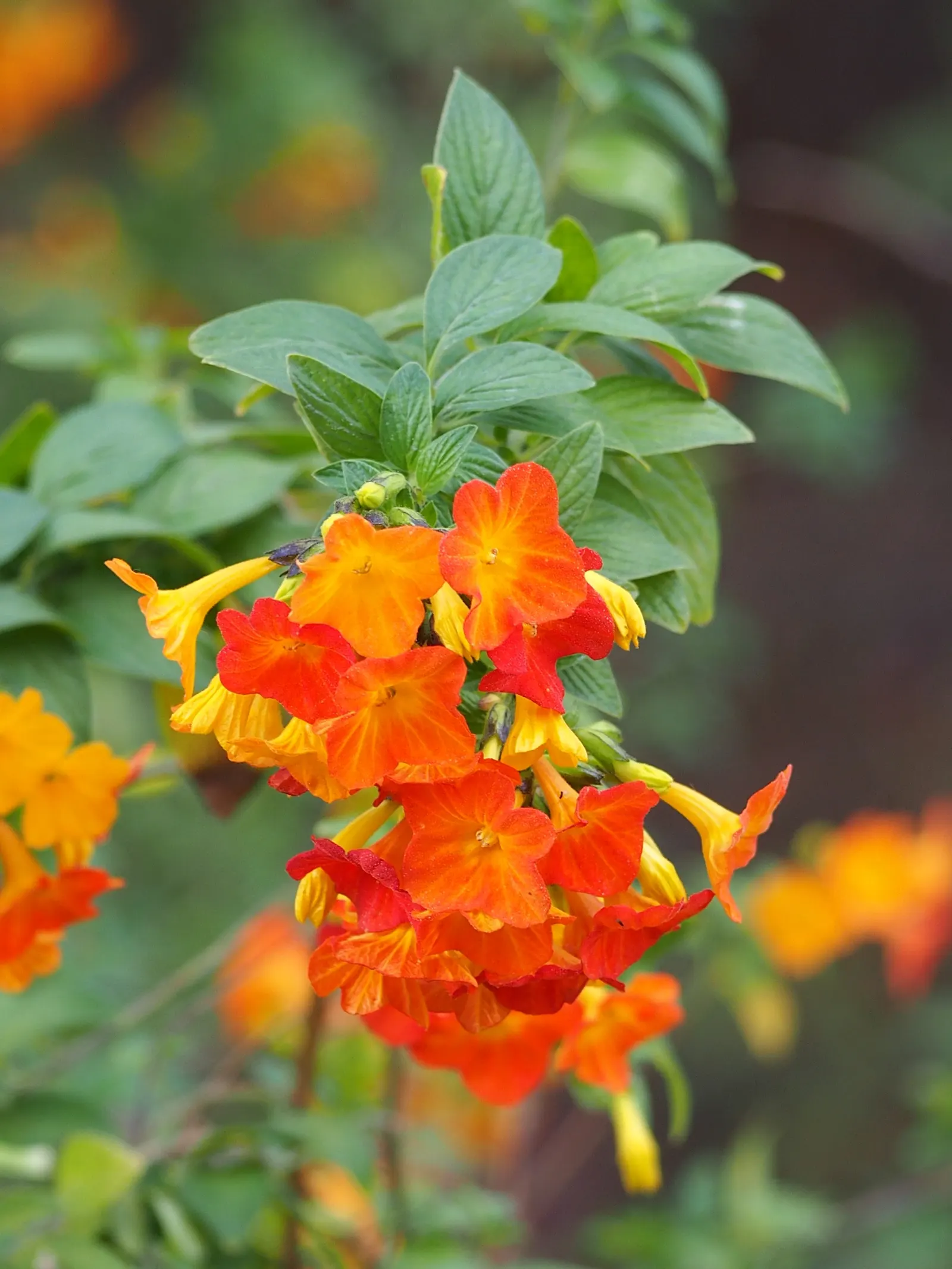 Marmalade Bush, Firebush (Streptosolen Jamesonii) — is a vibrant evergreen shrub famed for its profusion of fiery