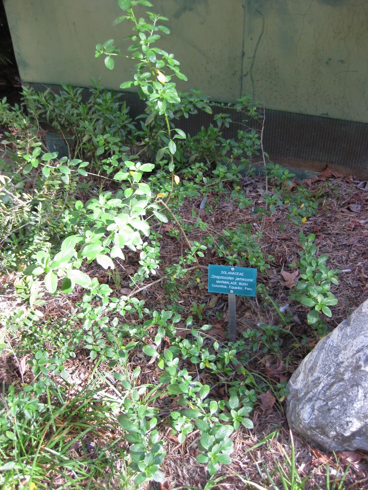 Marmalade Bush, Firebush (Streptosolen Jamesonii) — shrub / vine for full or half; it is suited to USDA Hardiness Zones 9 to 11