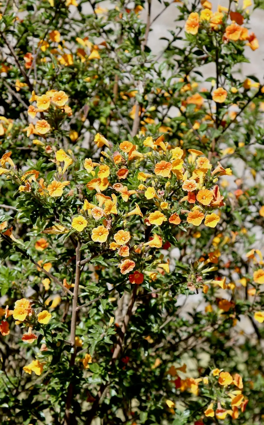 Marmalade Bush, Firebush (Streptosolen Jamesonii) — the Marmalade Bush exhibits a mounding growth habit which can be easily shaped by pruning; is a, image 54