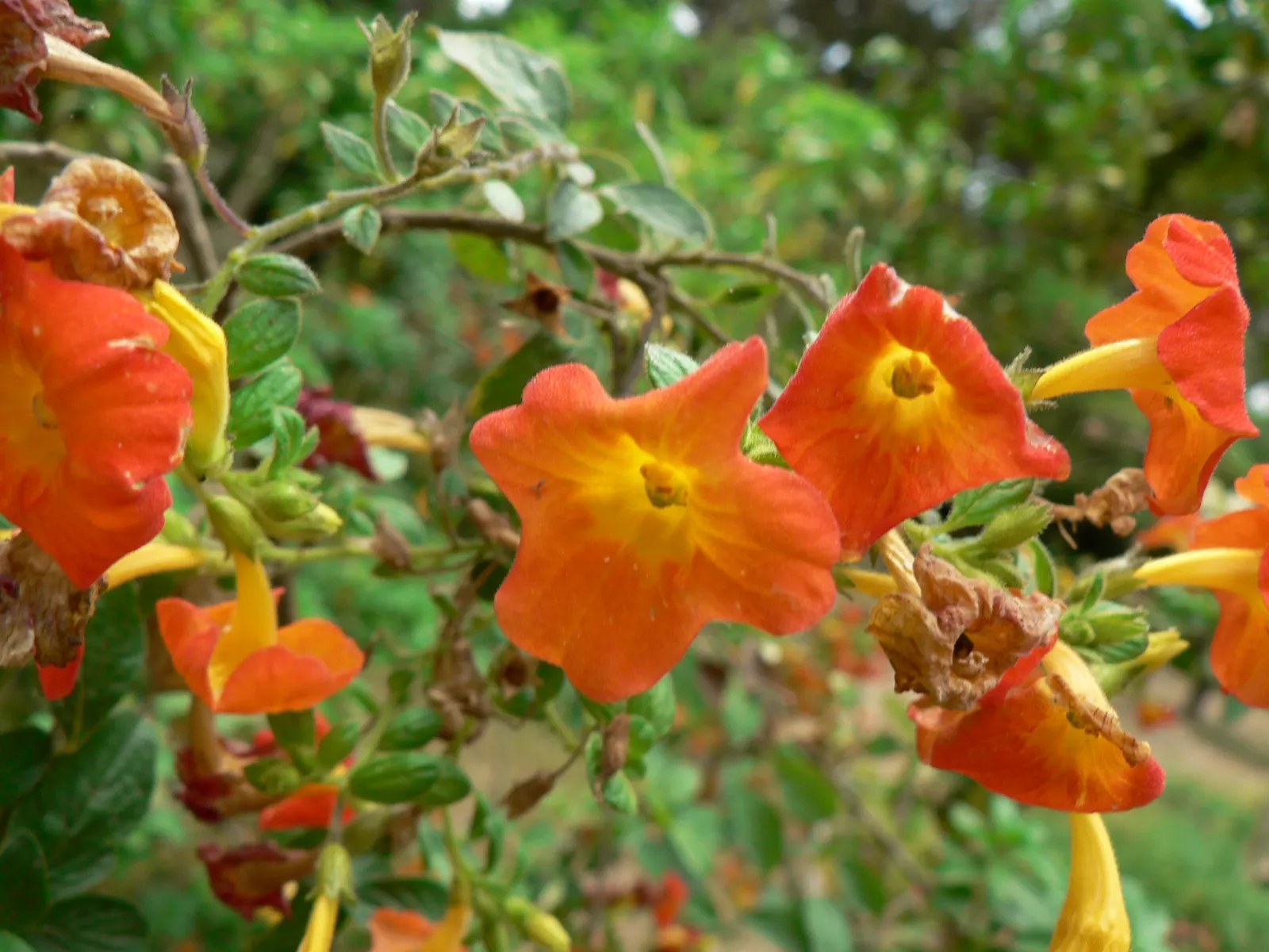 Marmalade Bush, Firebush (Streptosolen Jamesonii) — promoting local biodiversity; peaking during spring and summer months, image 65
