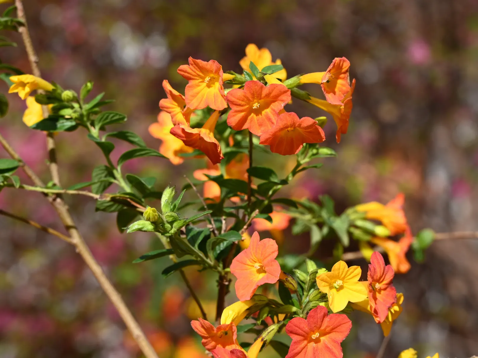 Marmalade Bush, Firebush (Streptosolen Jamesonii) — the Marmalade Bush exhibits a mounding growth habit which can be easily shaped by pruning
