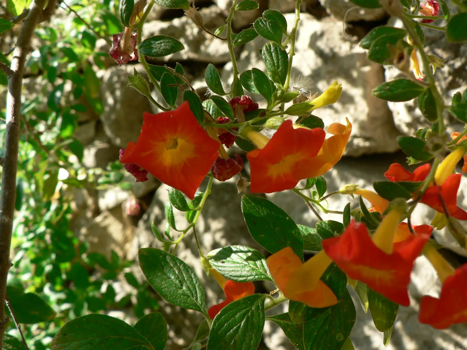 Marmalade Bush, Firebush (Streptosolen Jamesonii) — is an evergreen shrub prized for its vibrant display of orange; originating from the Andean, image 52