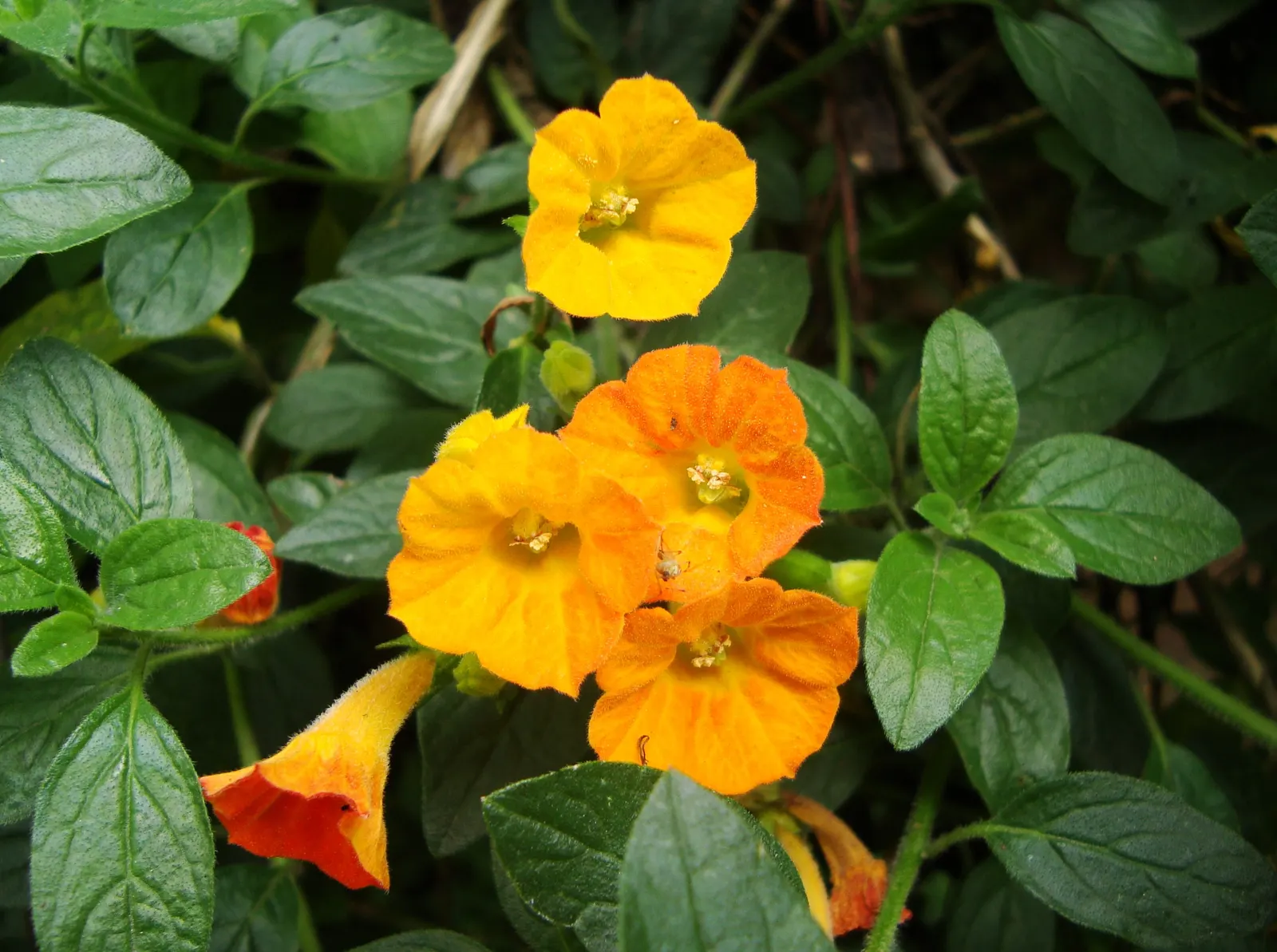 Marmalade Bush, Firebush (Streptosolen Jamesonii) — Originating from the Andean regions of South America; this feature can create an eye-catching focal point