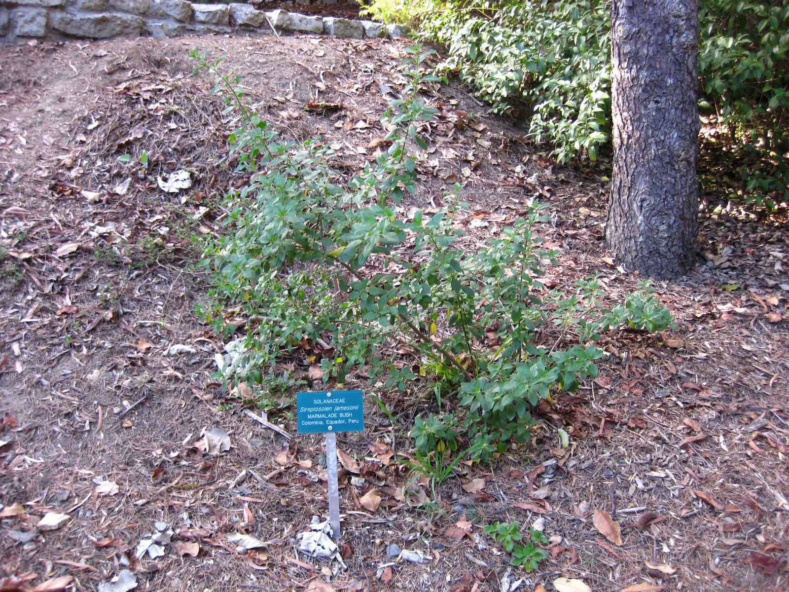 Marmalade Bush, Firebush (Streptosolen Jamesonii) — Requires moderate watering and well-draining soil