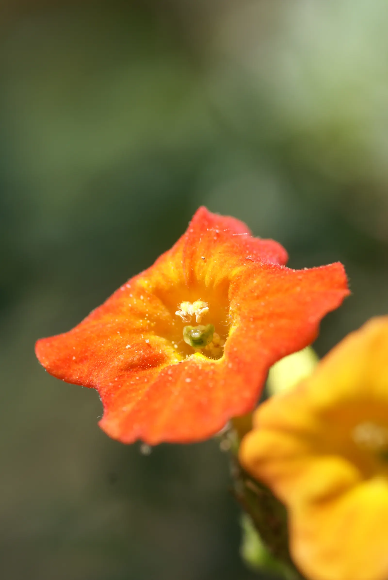 Marmalade Bush, Firebush (Streptosolen Jamesonii) — is a vibrant evergreen shrub famed for its profusion of fiery; ideal for zones 9-11, it reaches, image 45
