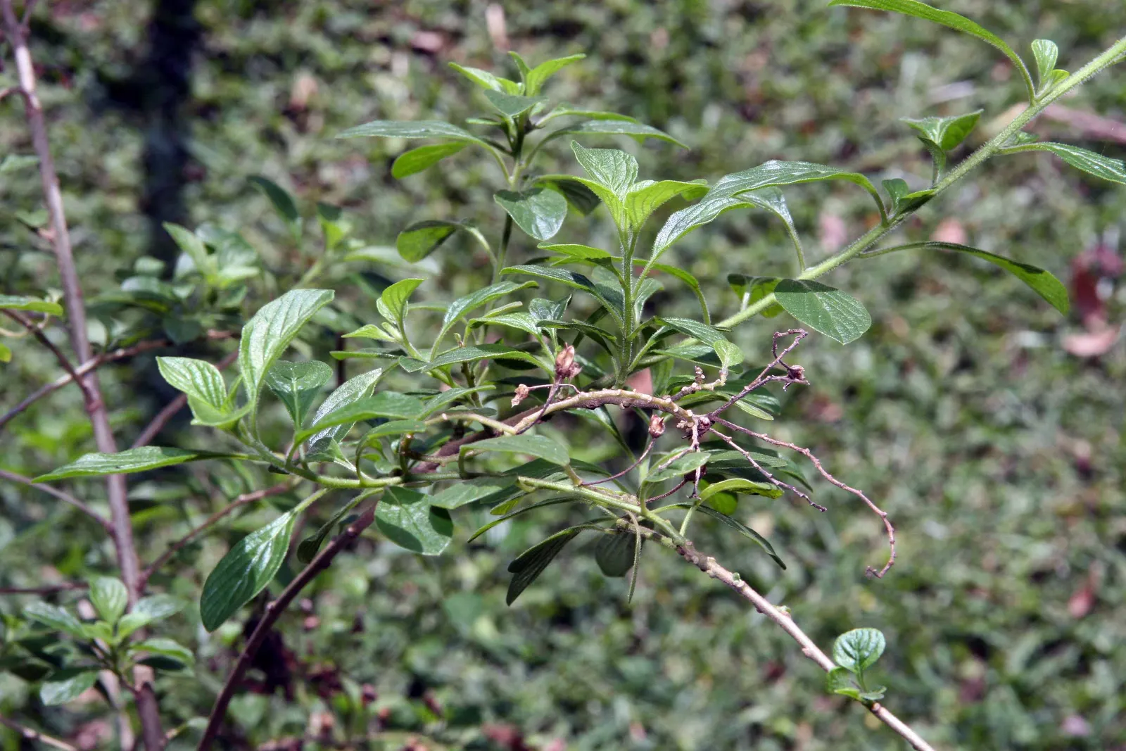 Marmalade Bush, Firebush (Streptosolen Jamesonii) — commonly known as the Marmalade Bush or Firebush; orange-yellow tubular blooms, image 51
