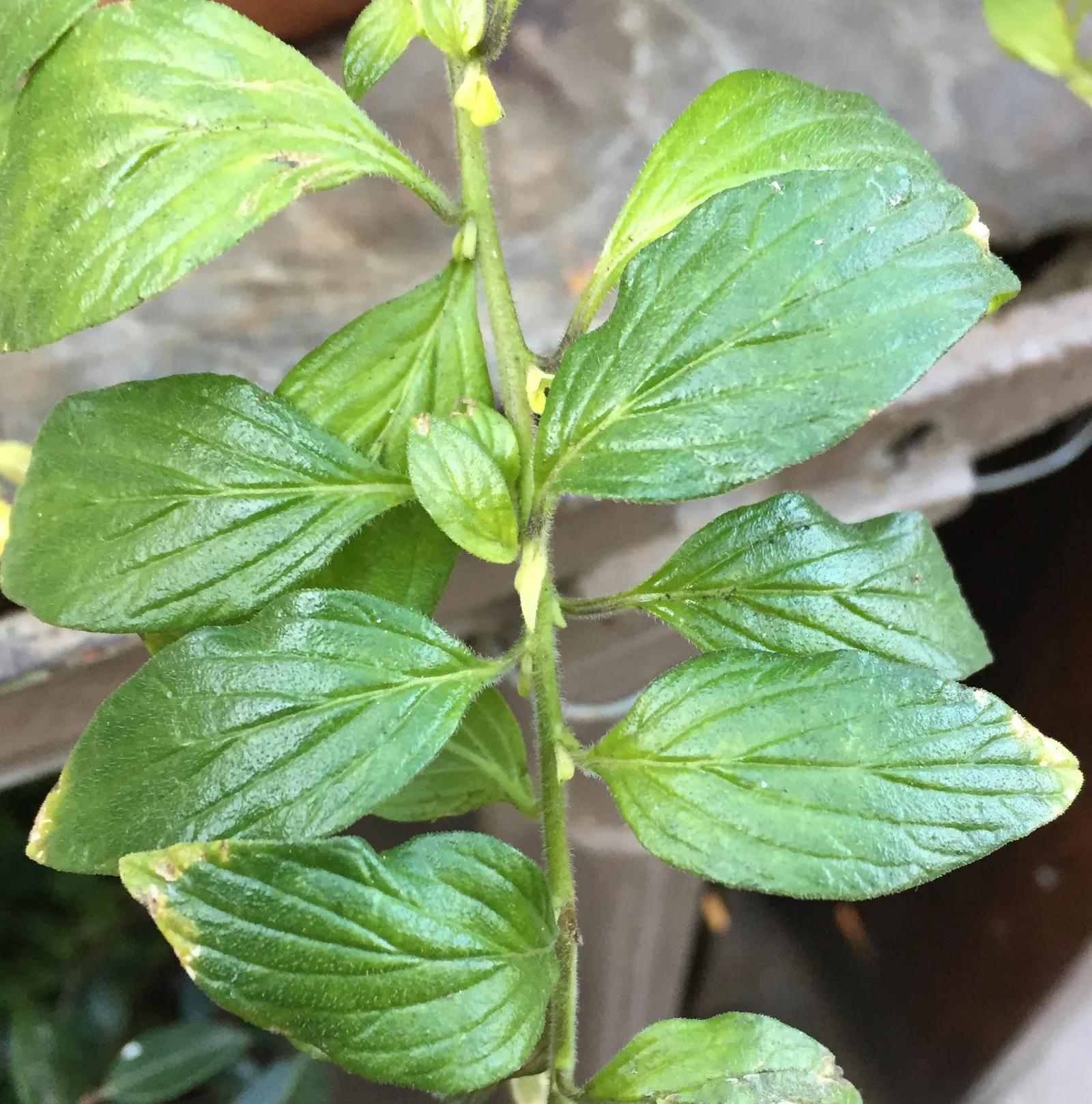 Marmalade Bush, Firebush (Streptosolen Jamesonii) — which peak in spring and summer; being more drought-tolerant once established