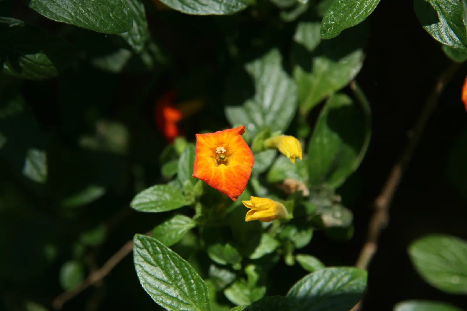 Marmalade Bush, Firebush (Streptosolen Jamesonii) — This feature can create an eye-catching focal point in the garden.<br><br>For successful, image 60