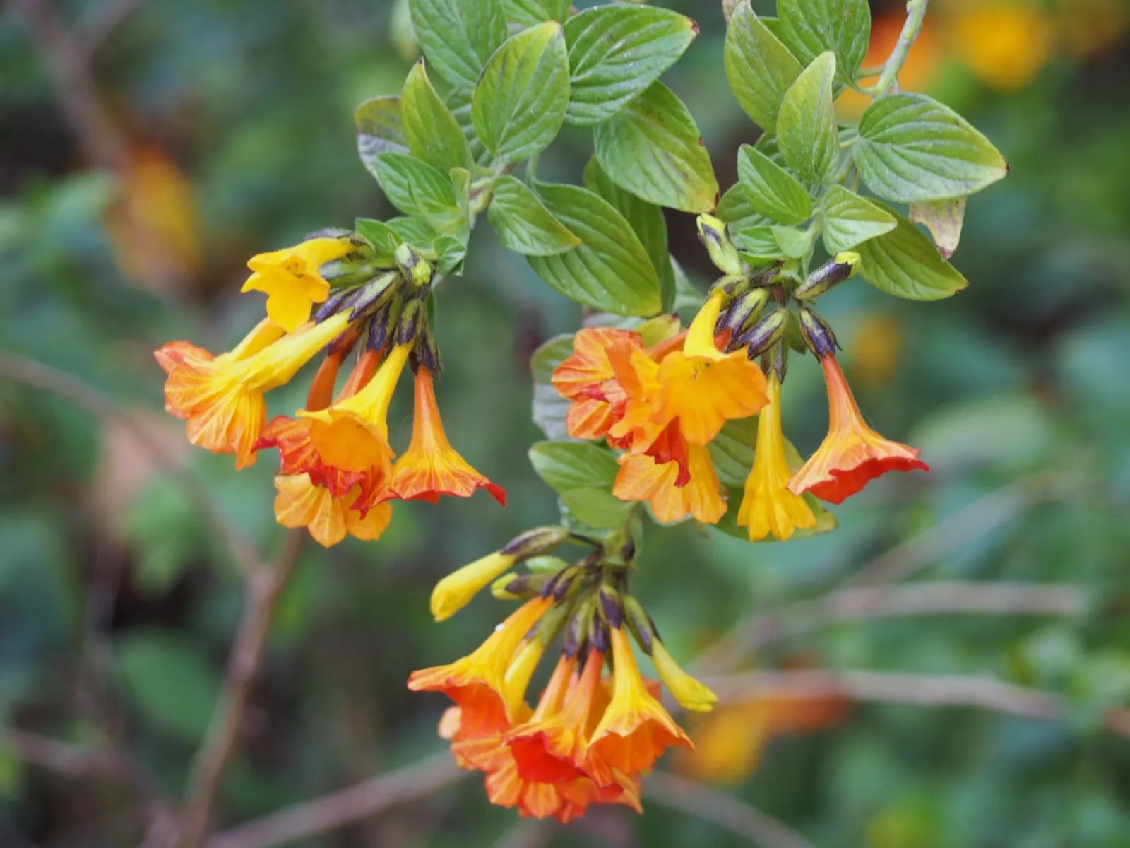 Marmalade Bush, Firebush (Streptosolen Jamesonii) — peaking during spring and summer months; hence the nickname 'Firebush'