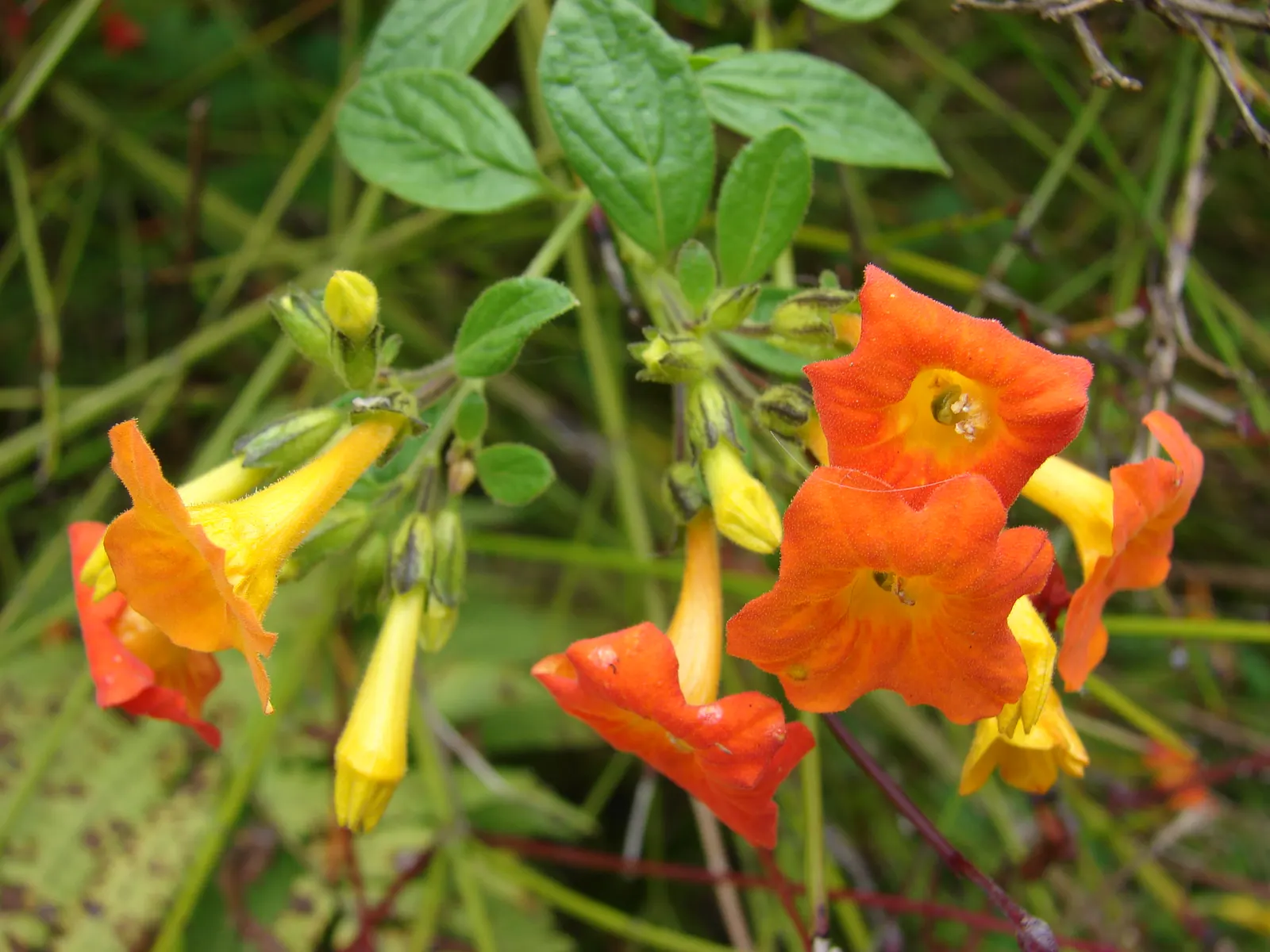 Marmalade Bush, Firebush (Streptosolen Jamesonii) — Light frost can damage the foliage; requires moderate watering and well-draining soil