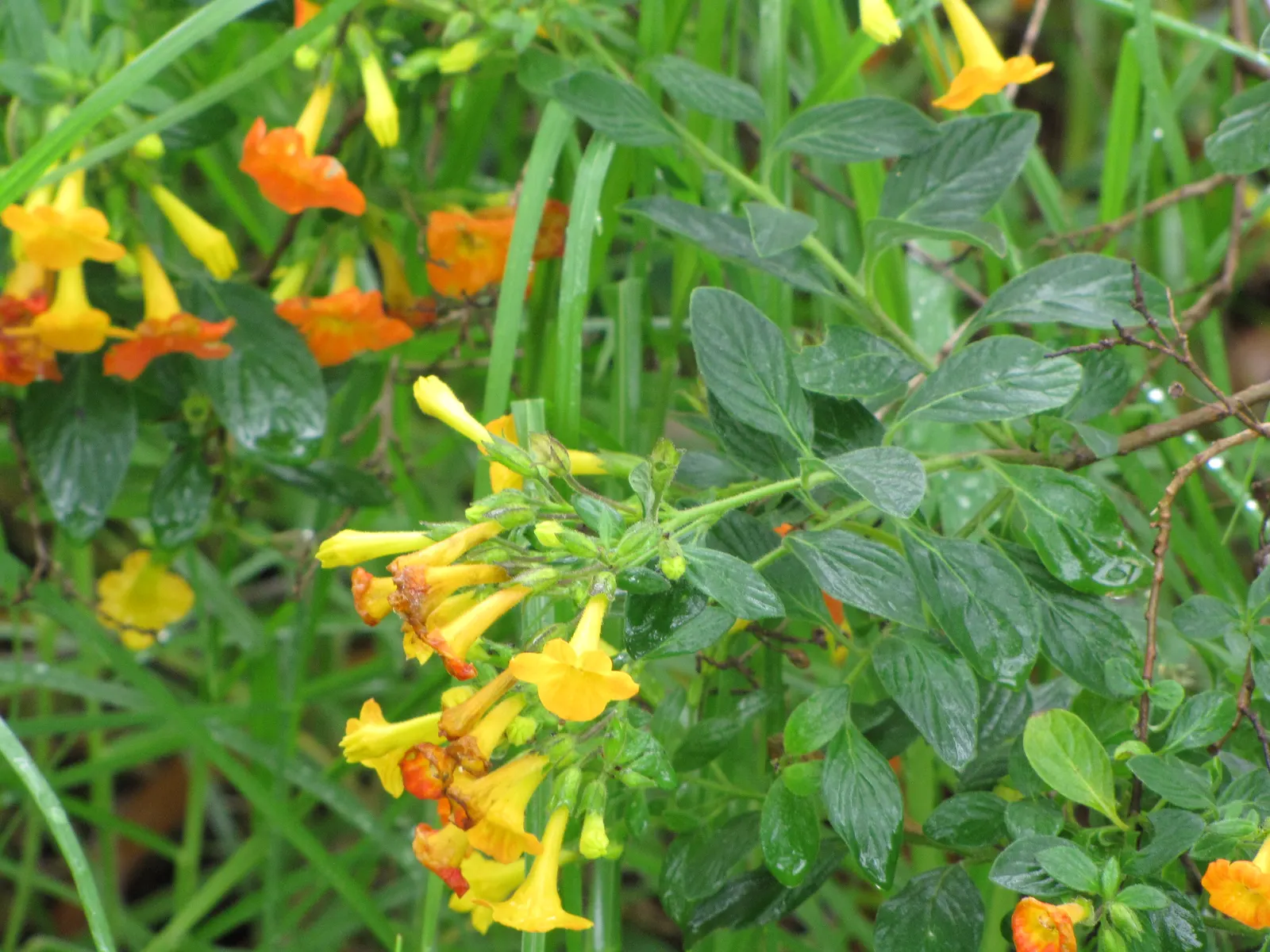 Marmalade Bush, Firebush (Streptosolen Jamesonii) — the Marmalade Bush exhibits a mounding growth habit which can be easily shaped by pruning; is a vibrant