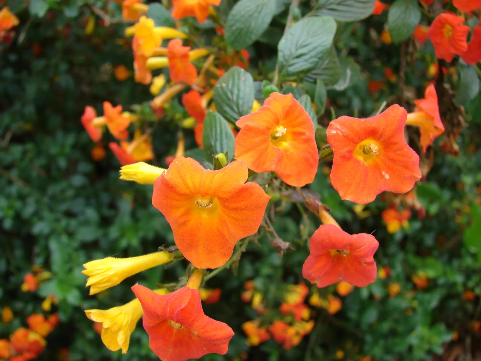 Marmalade Bush, Firebush (Streptosolen Jamesonii) — it should be placed in a location where it can receive full sun to partial shade