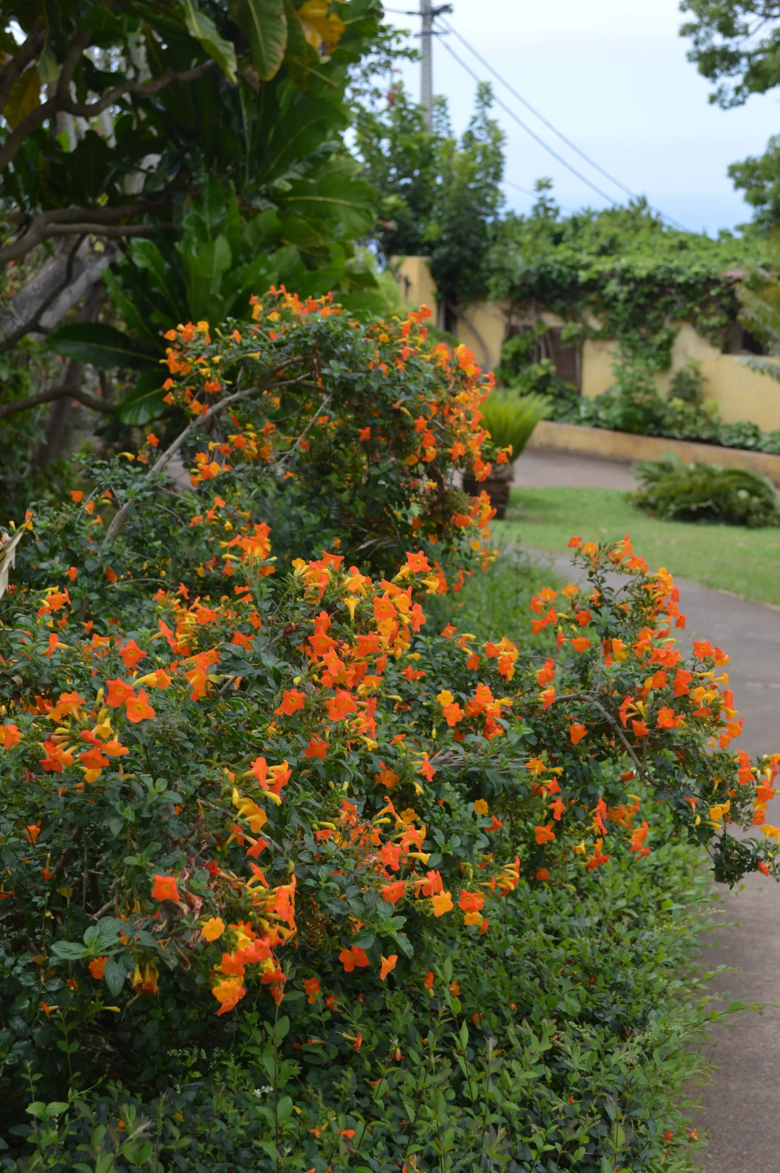 Marmalade Bush, Firebush (Streptosolen Jamesonii) — it should be placed in a location where it can receive full sun to partial shade; is an evergreen shrub