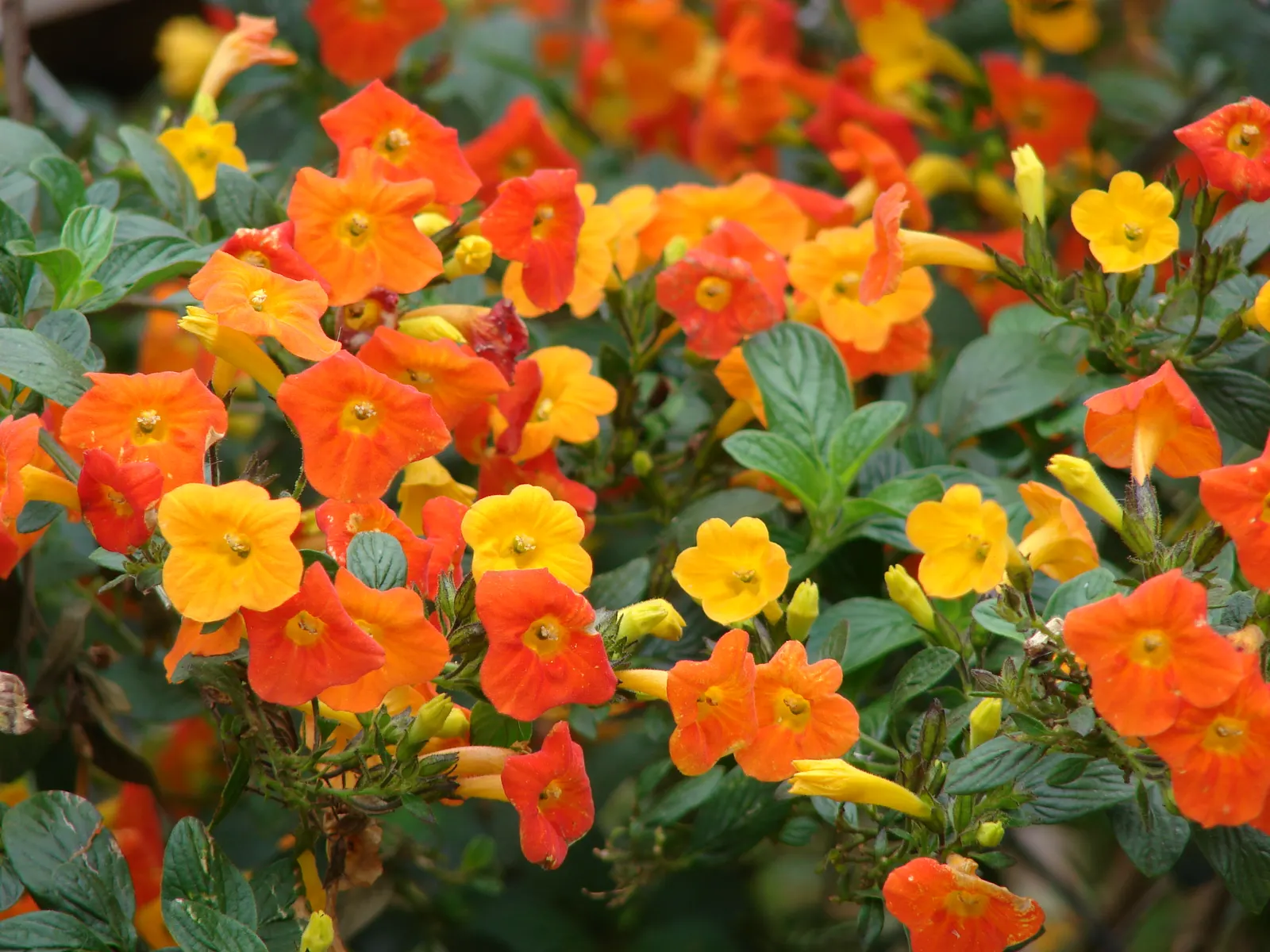 Marmalade Bush, Firebush (Streptosolen Jamesonii) — being more drought-tolerant once established