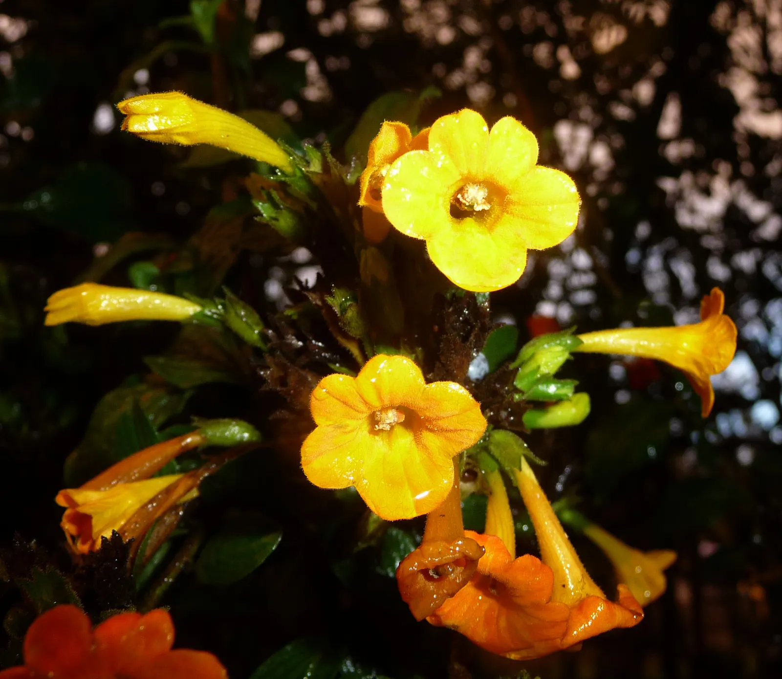 Marmalade Bush, Firebush (Streptosolen Jamesonii) — being more drought-tolerant once established; the vivid orange blooms progressively darken to a, image 62