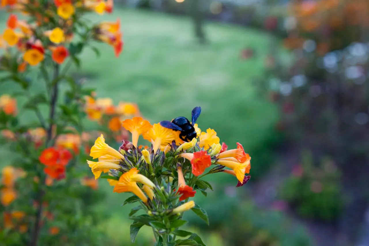 Marmalade Bush, Firebush (Streptosolen Jamesonii) — giving the appearance of a flame; commonly known as the Marmalade Bush or Firebush, image 58