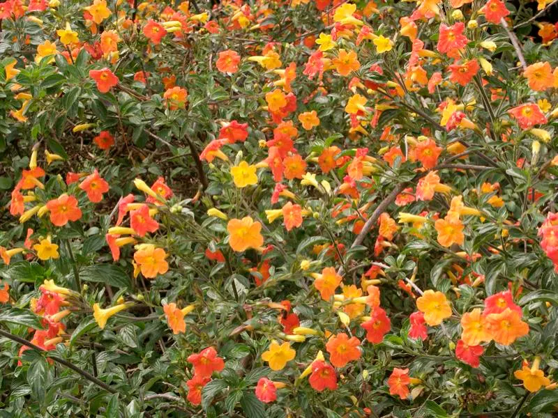Marmalade Bush, Firebush (Streptosolen Jamesonii) — Offers a tropical flair and continuous color, perfect for mixed borders or as a specimen plant
