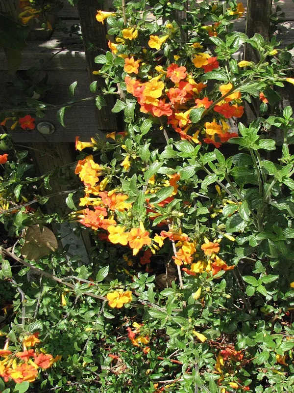 Marmalade Bush, Firebush (Streptosolen Jamesonii) — being more drought-tolerant once established; the vivid orange blooms progressively darken to a deep orange