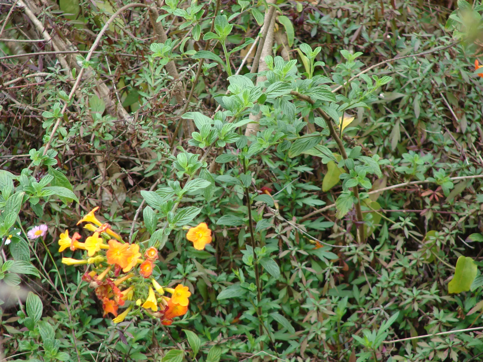 Marmalade Bush, Firebush (Streptosolen Jamesonii) — Requires moderate watering and well-draining soil; the Marmalade Bush exhibits a mounding, image 71