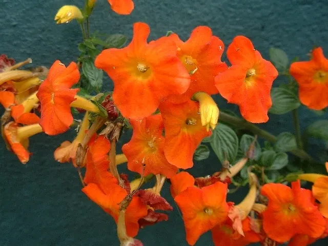 Marmalade Bush, Firebush (Streptosolen Jamesonii) — Requires moderate watering and well-draining soil; the Marmalade Bush exhibits a mounding, image 49