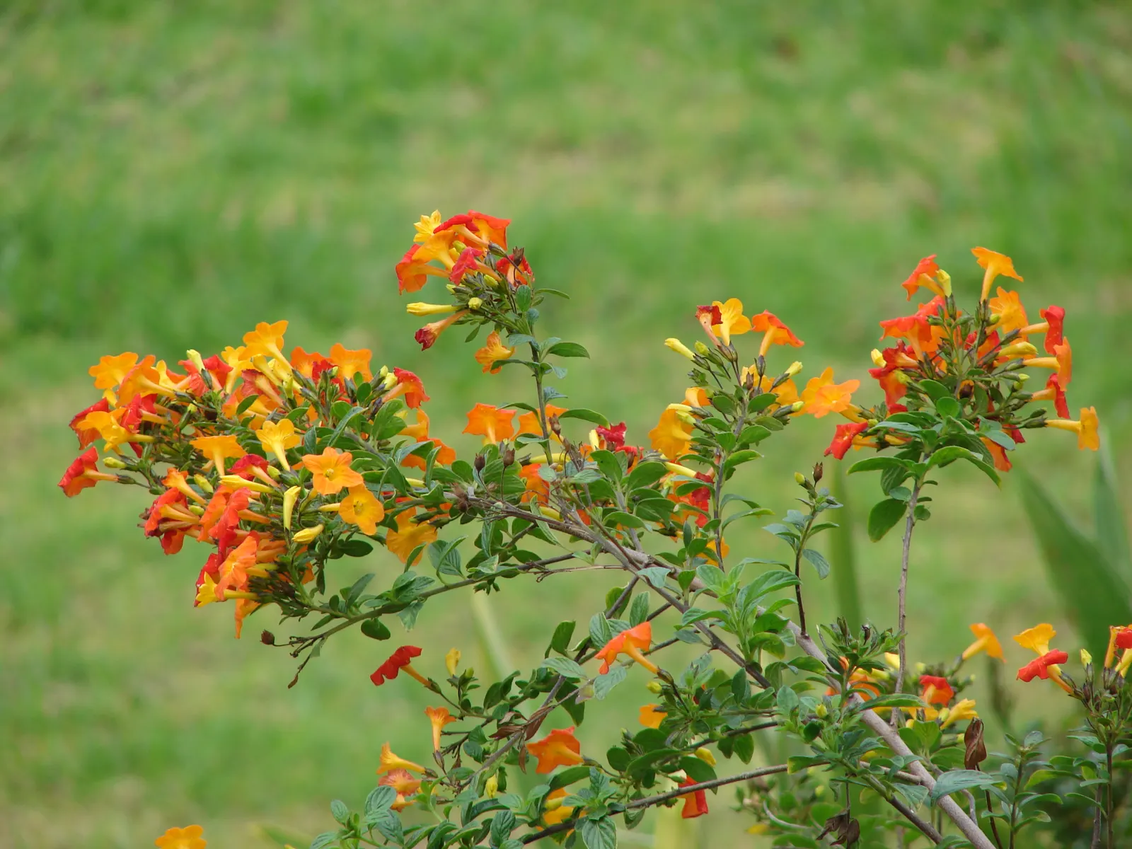 Marmalade Bush, Firebush (Streptosolen Jamesonii) — Offers a tropical flair and continuous color, perfect for mixed borders or as a specimen plant, image 50