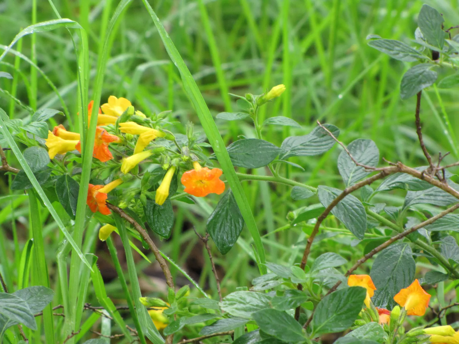 Marmalade Bush, Firebush (Streptosolen Jamesonii) — orange-yellow tubular blooms; it should be placed in a location where it can receive full sun, image 68