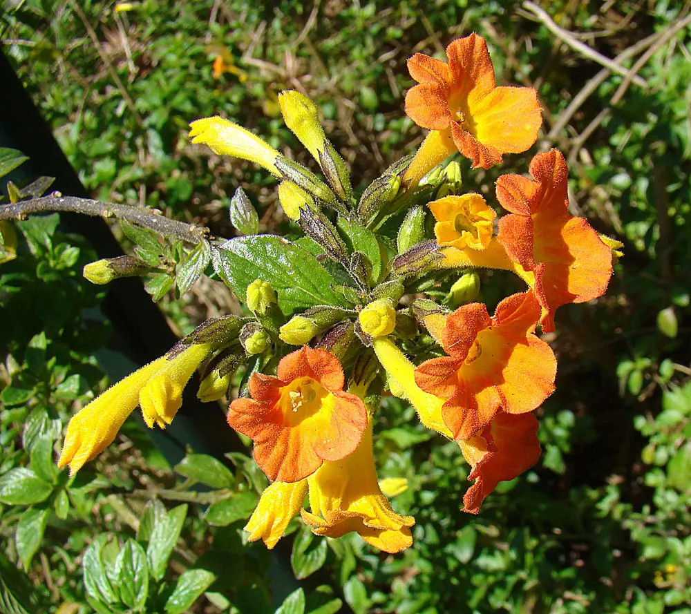 Marmalade Bush, Firebush (Streptosolen Jamesonii) — Ideal for zones 9-11, it reaches up to 5 feet in height and spread, and thrives in full sun to partial shade