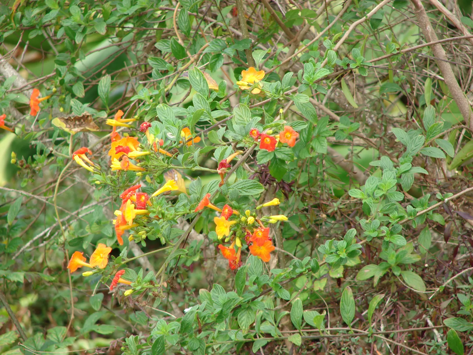 Marmalade Bush, Firebush (Streptosolen Jamesonii) — It is suited to USDA Hardiness Zones 9 to 11; light frost can damage the foliage, image 63