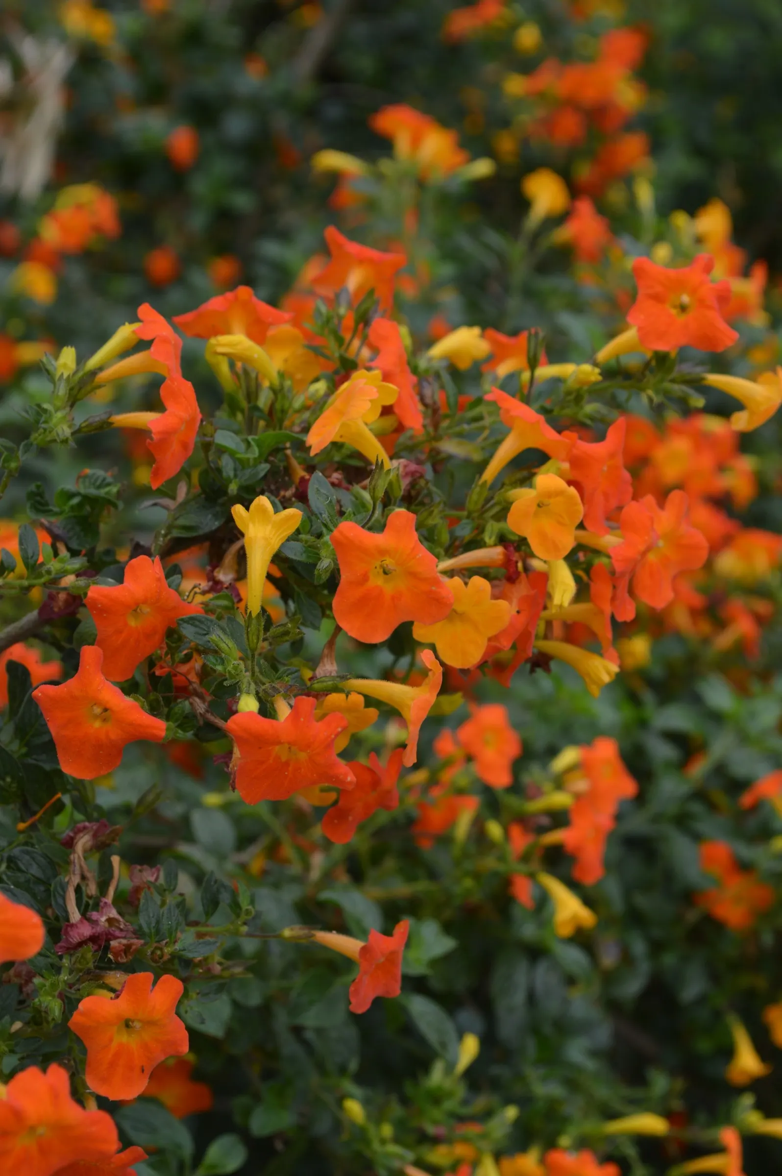 Marmalade Bush, Firebush (Streptosolen Jamesonii) — Originating from the Andean regions of South America; this feature can create an eye-catching, image 53