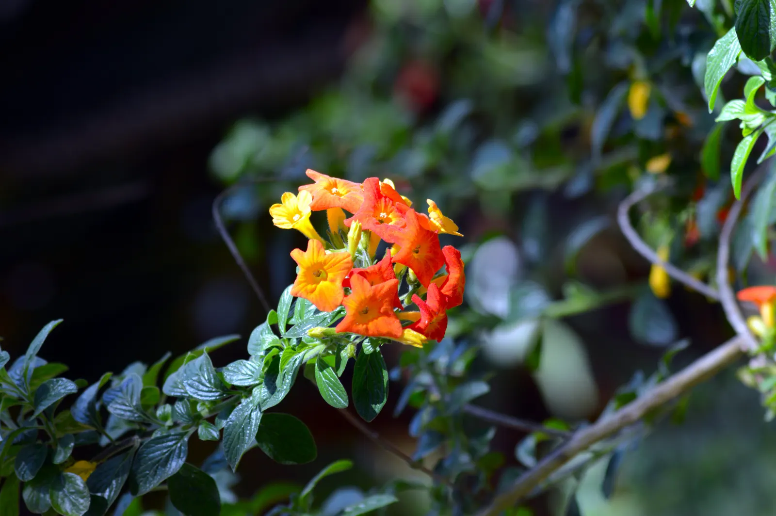 Marmalade Bush, Firebush (Streptosolen Jamesonii) — giving the appearance of a flame; commonly known as the Marmalade Bush or Firebush